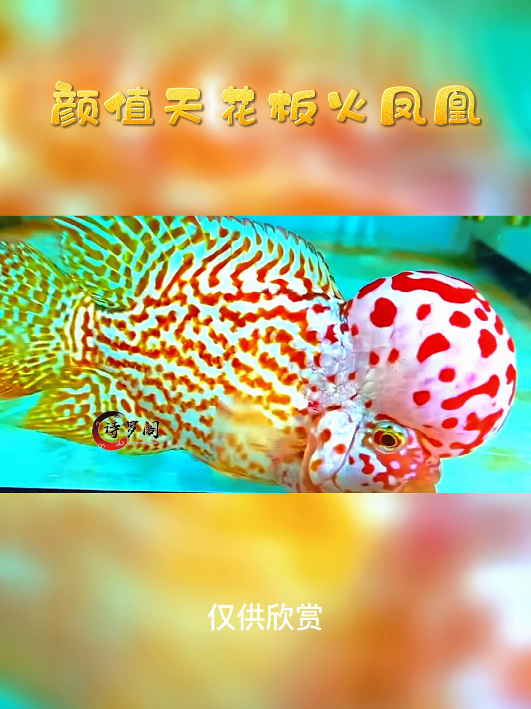 泰国神话金花火凤凰罗汉鱼