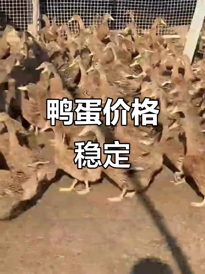 鸭蛋市场行情波动,老鸭淘汰速度放缓