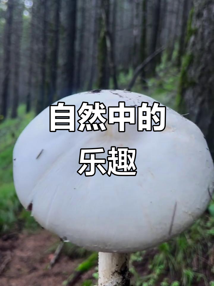 五台山采蘑菇,感受大自然的馈赠,你试过吗?