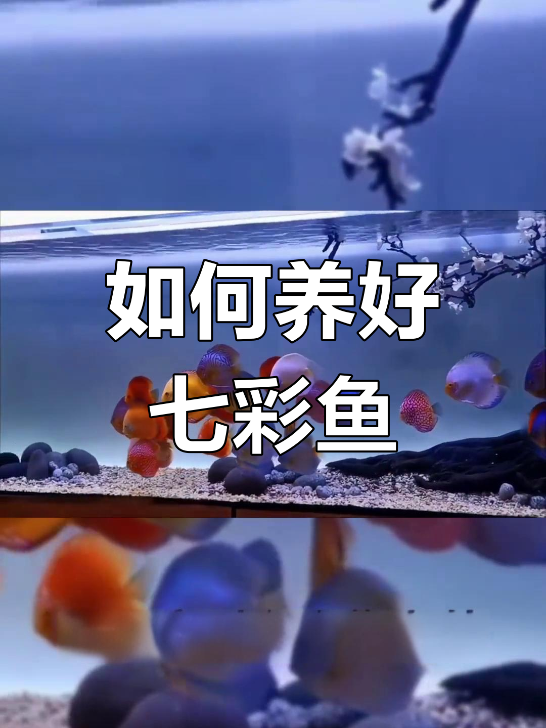 七彩神仙鱼饲养指南