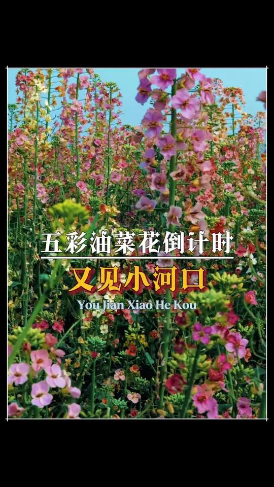 倒计时!小河口镇这片绝美五彩油菜花海,即将刷屏你的朋友圈!