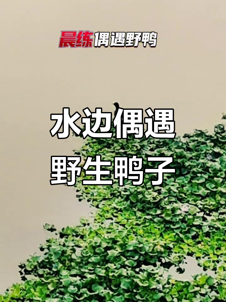 晨练遇大野鸭,水边风景超美
