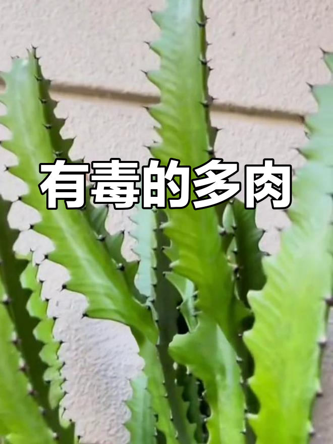 警惕这些有毒多肉植物