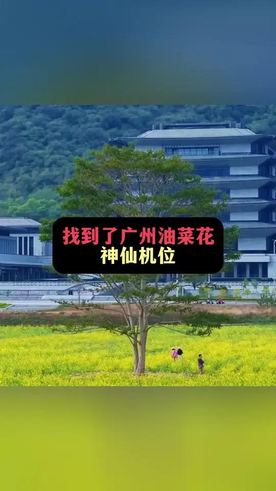 壁纸级别的美!找到了广州油菜花神仙机位