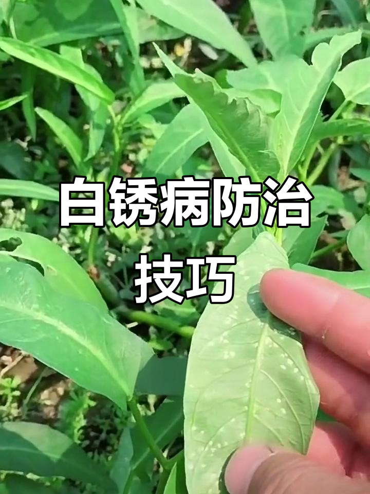 空心菜白锈病防治全攻略,效果立竿见影
