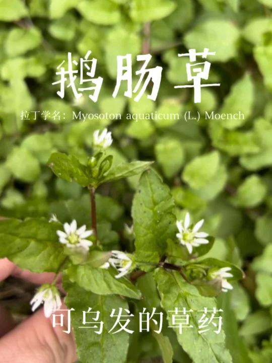 有乌发功效的-鹅肠草