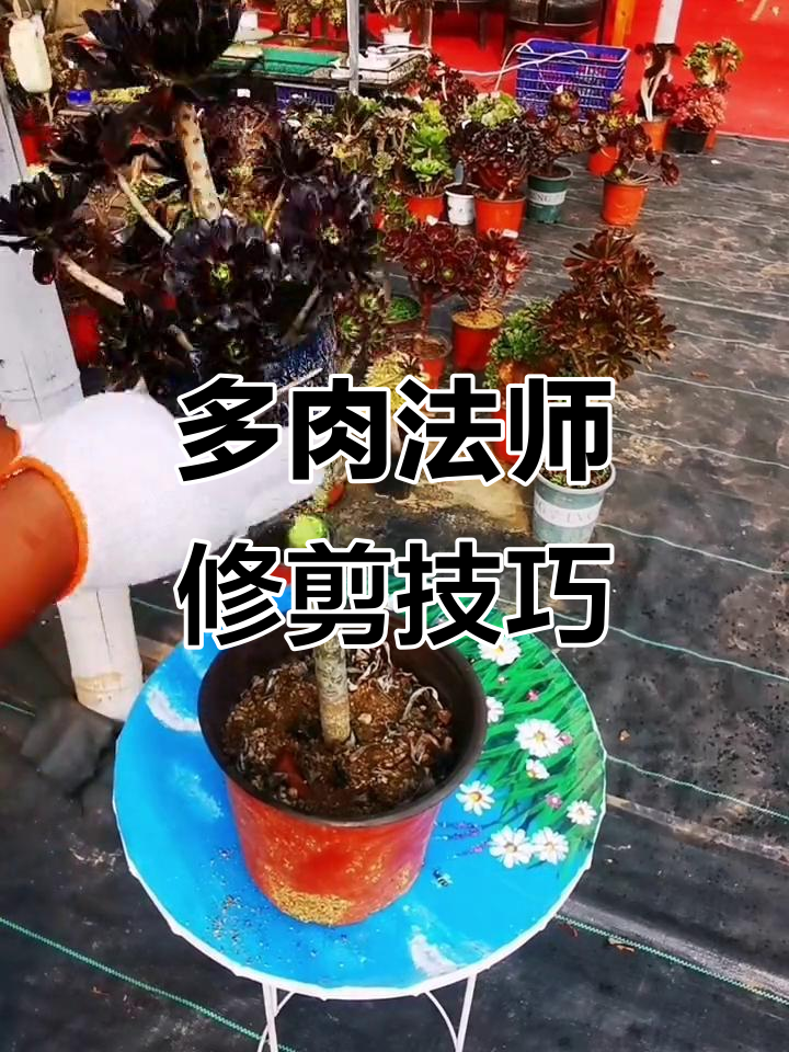 修剪多肉法师,打造完美丛林桩造型