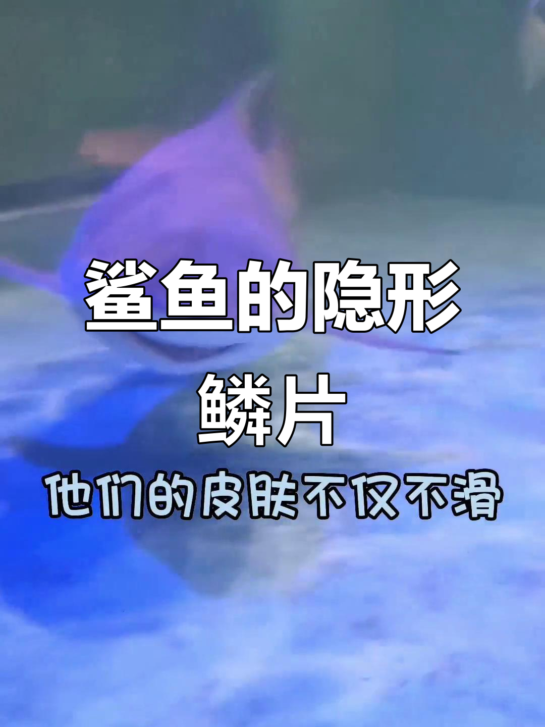 鲨鱼皮肤光滑,但有鳞片?揭秘真相