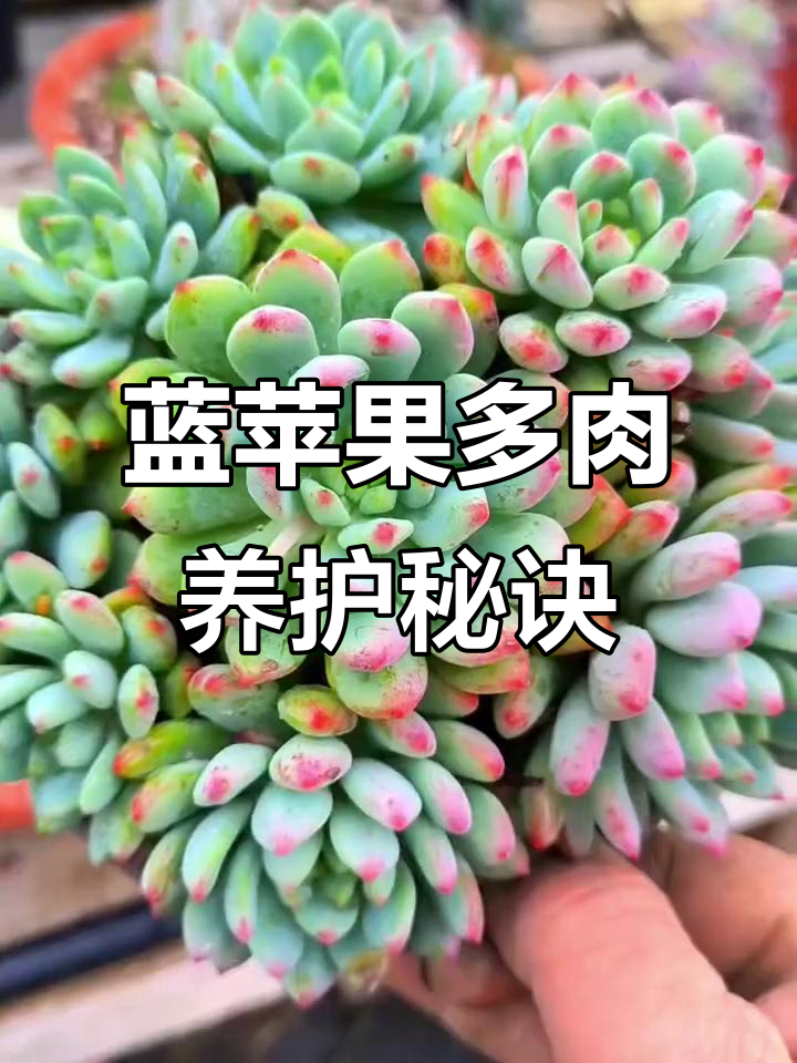蓝苹果多肉养护技巧:避免徒长,颗粒少一点更健康