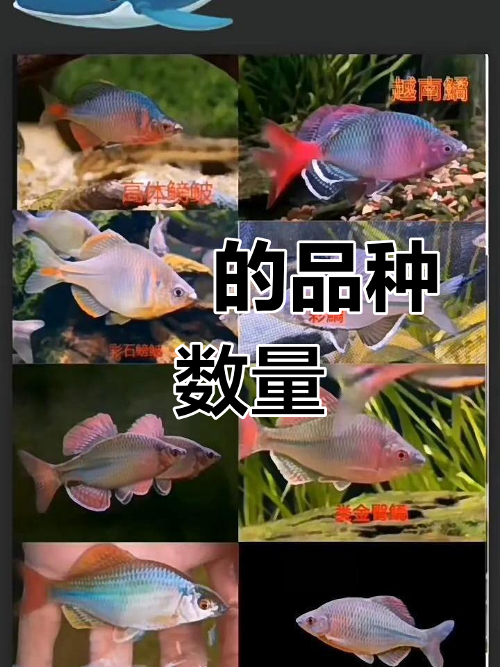 鳑鲏有多少种?揭秘它们的种类与分布