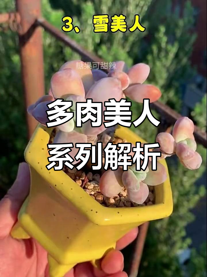 美人系列多肉品种大揭秘:从冬美人到芒果美人