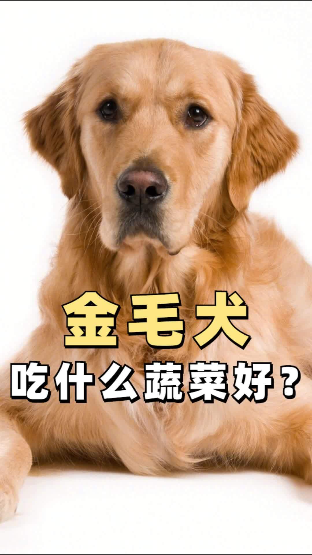 金毛犬能吃什么蔬菜?吃什么有营养?
