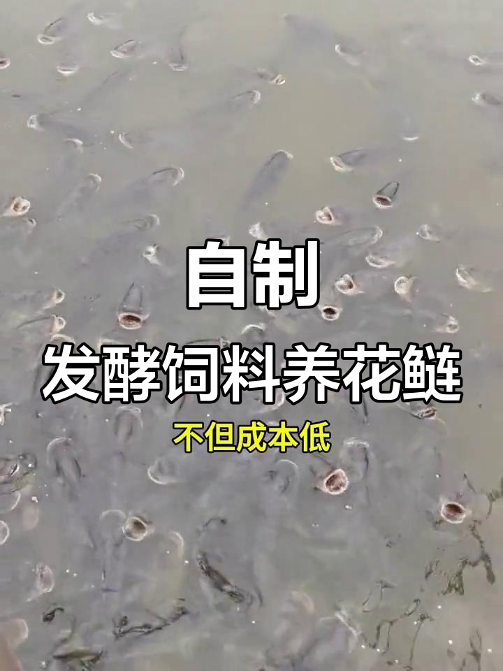 菜籽饼发酵饲料,提升花鲢生长效率