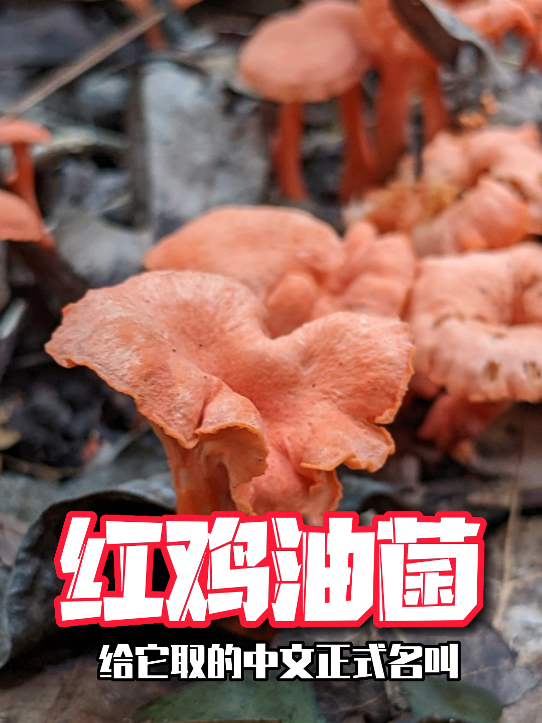 外形酷似红色喇叭的野生蘑菇:红鸡油菌
