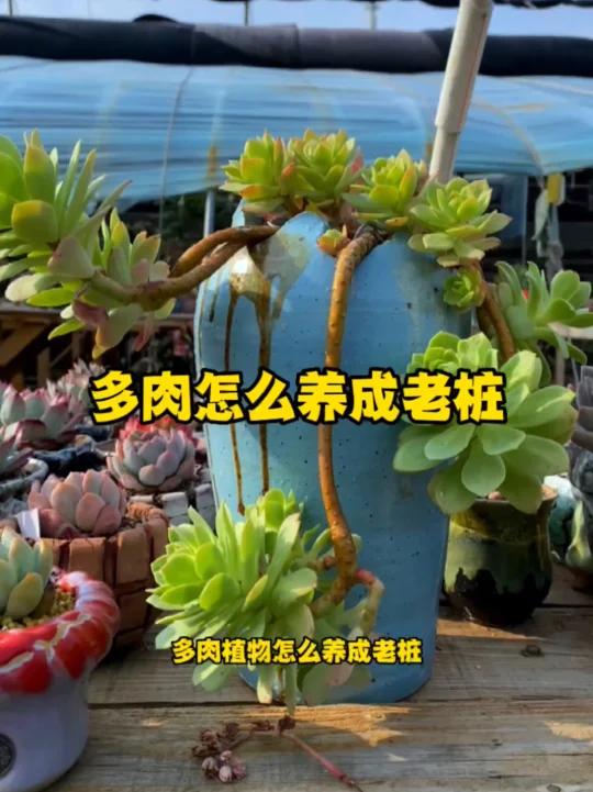 多肉怎么养成老桩
