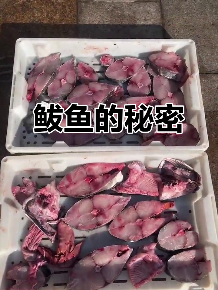 鲅鱼种类繁多,哪种最美味?