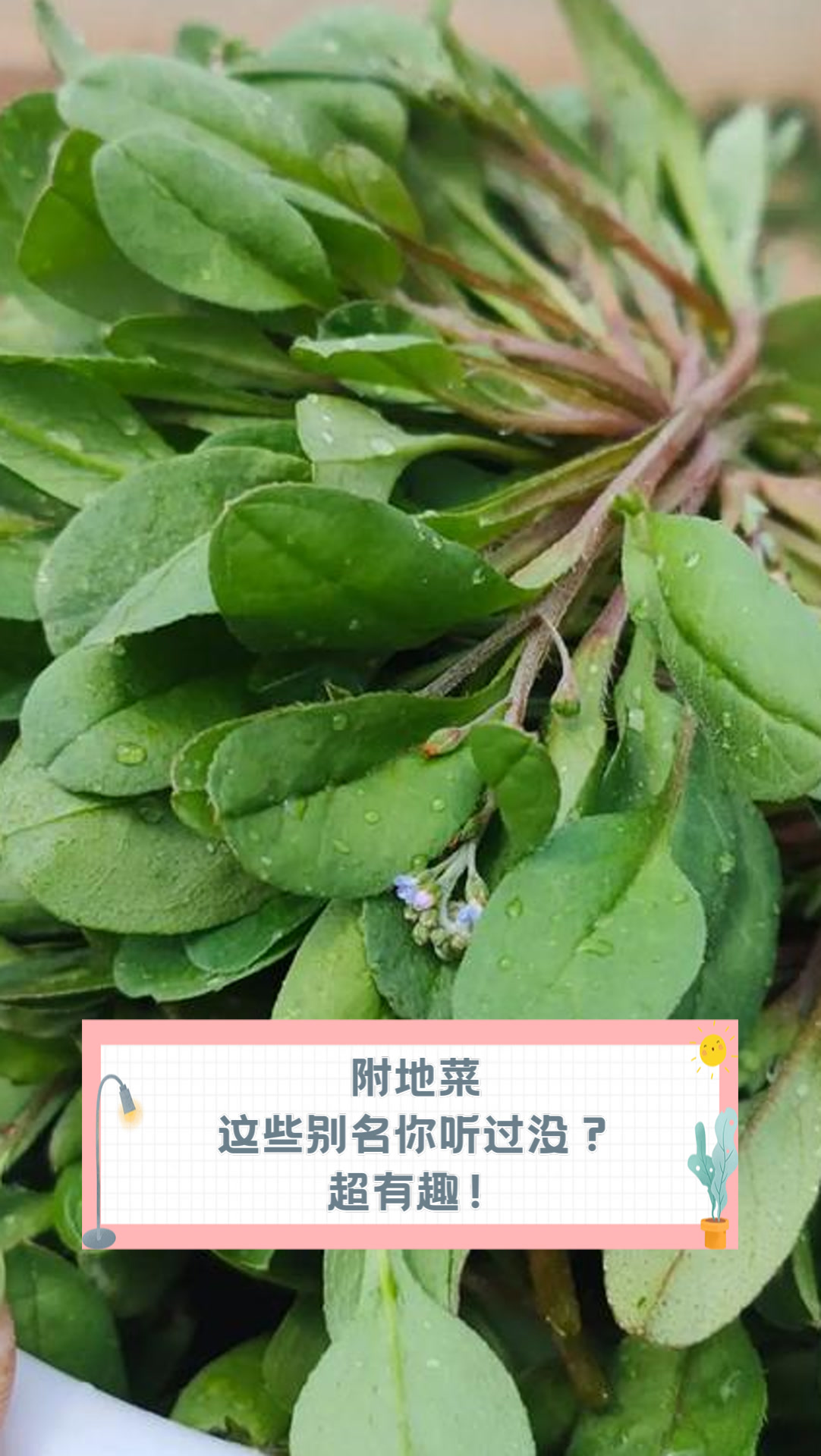 附地菜,这些别名你听过没?超有趣!