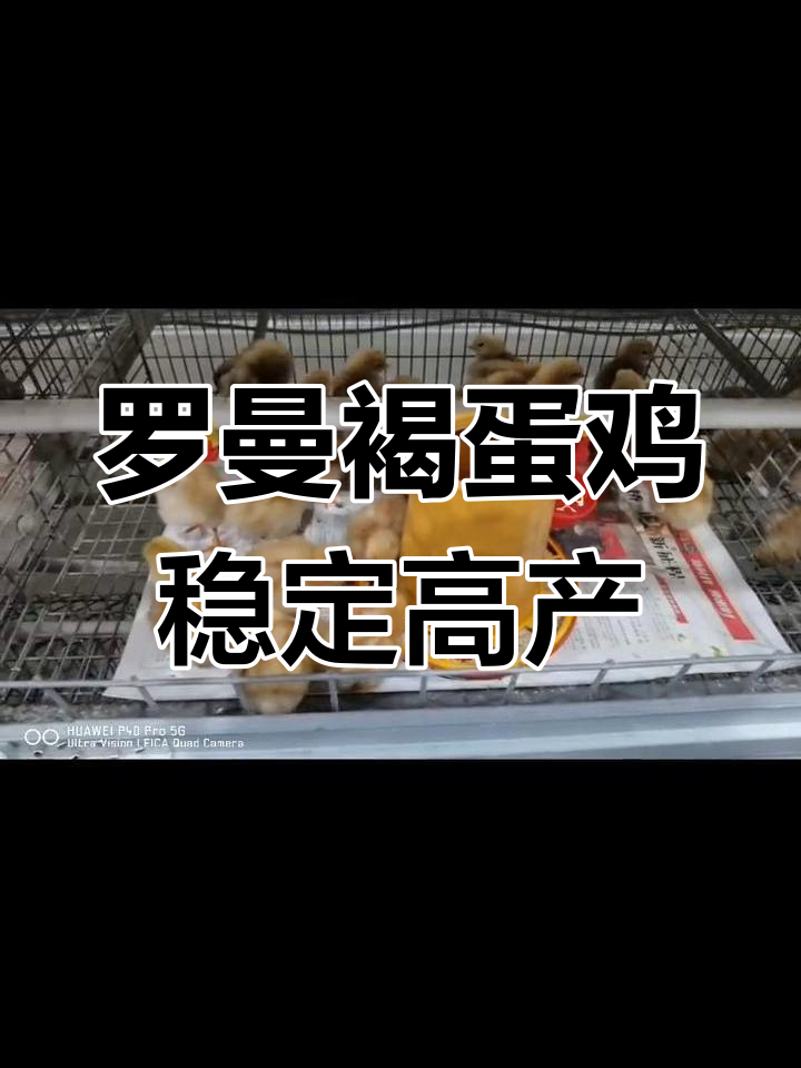 罗曼褐蛋鸡落户河南,展现卓越产蛋性能