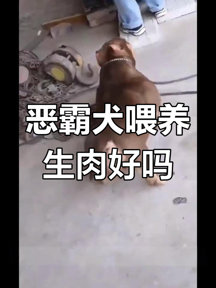 恶霸犬吃生肉还是熟肉？实验结果告诉你