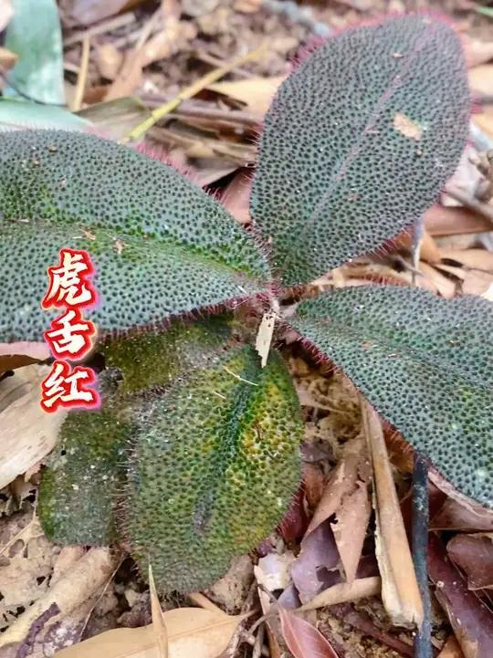 叶子像老虎舌头的青草