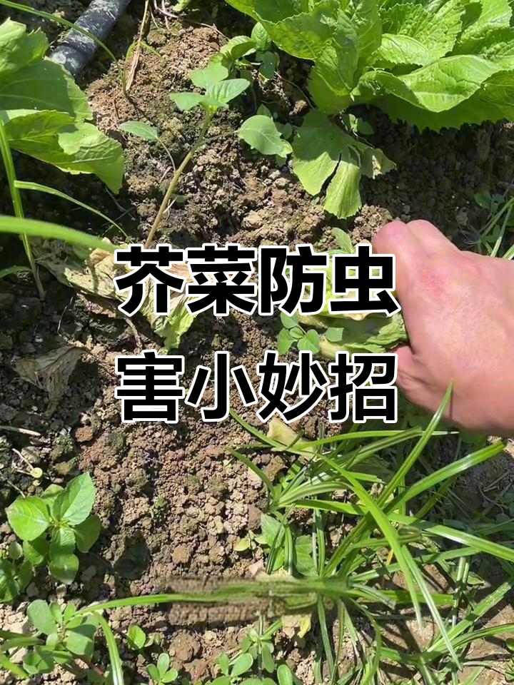 芥菜病虫害防治技巧，增产秘诀大公开