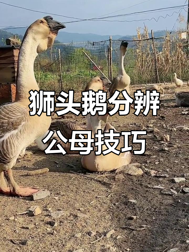 狮头鹅公母叫声大不同,走路姿势超搞笑