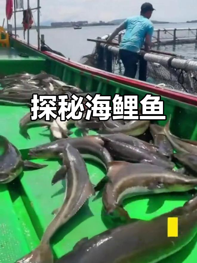 海鲡鱼:鲜美又少见的深海美味,你尝过吗?