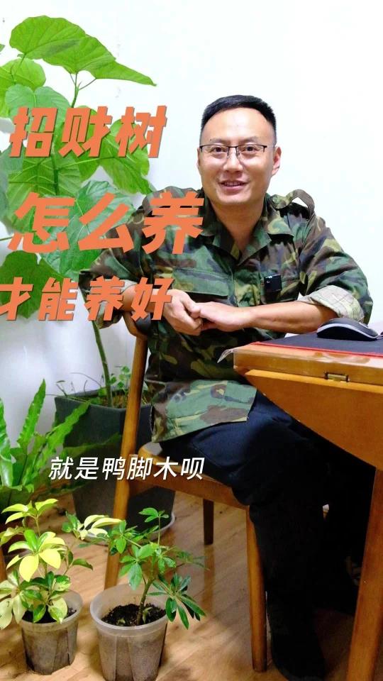 招财树(鸭脚木)怎么养?