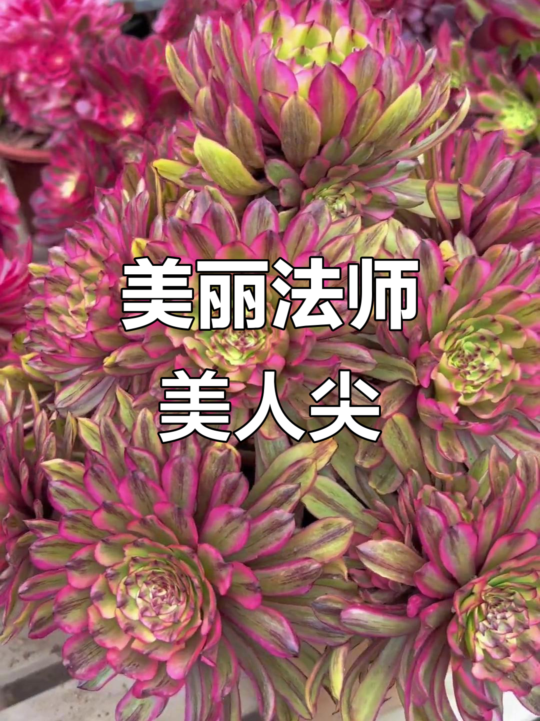 法师多肉美人尖,太美了!