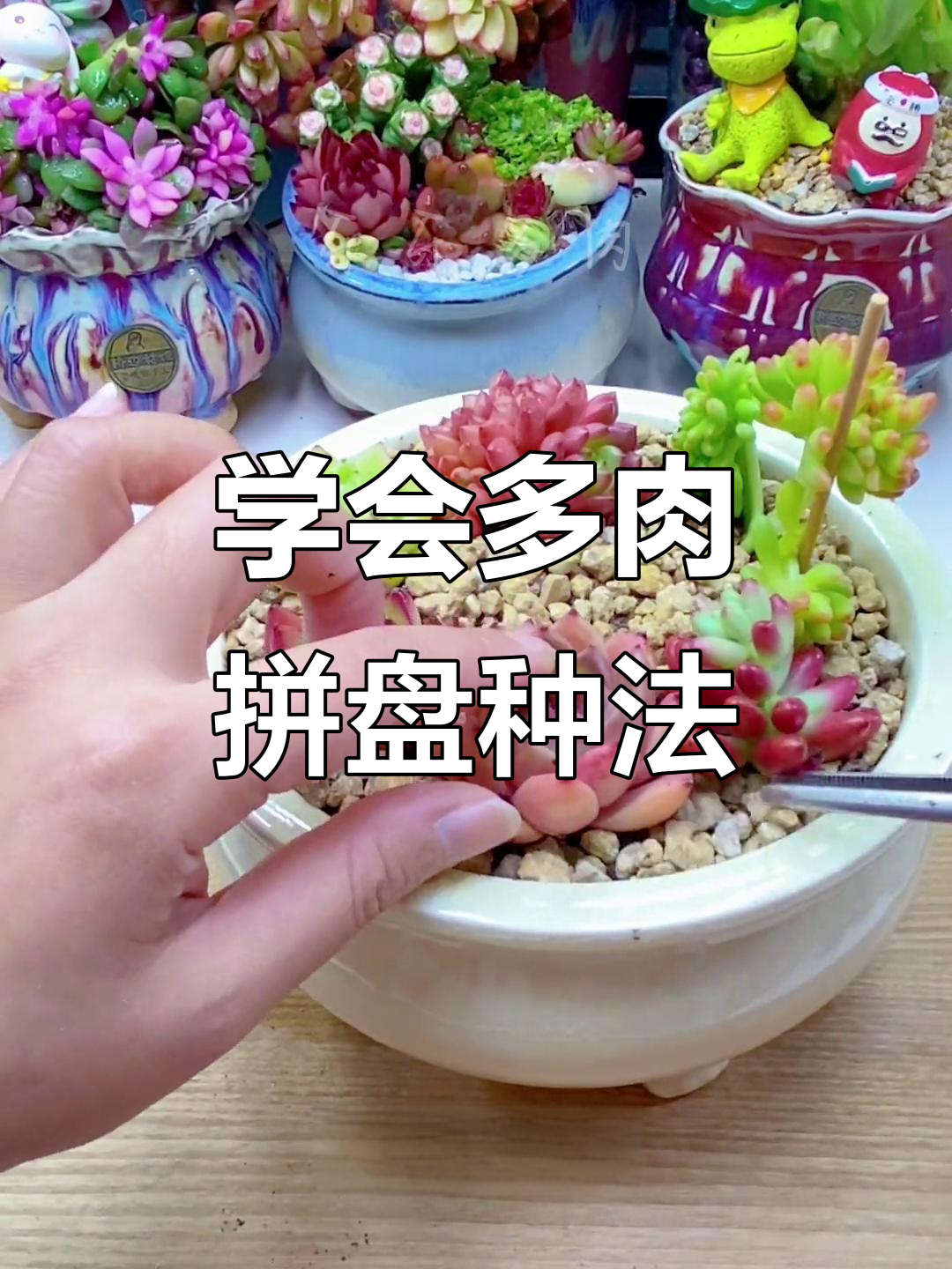 多肉拼盘种植技巧,轻松打造个性造型!