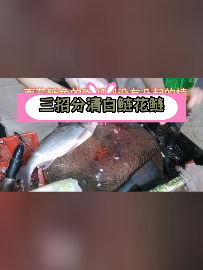 如何轻松区分白鲢和花鲢?三招教你辨别