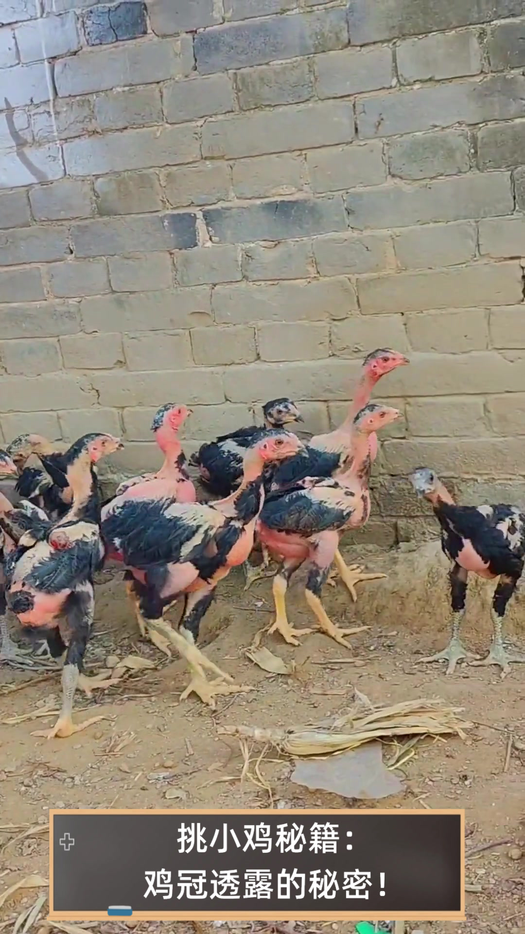 挑小鸡秘籍:鸡冠透露的秘密!