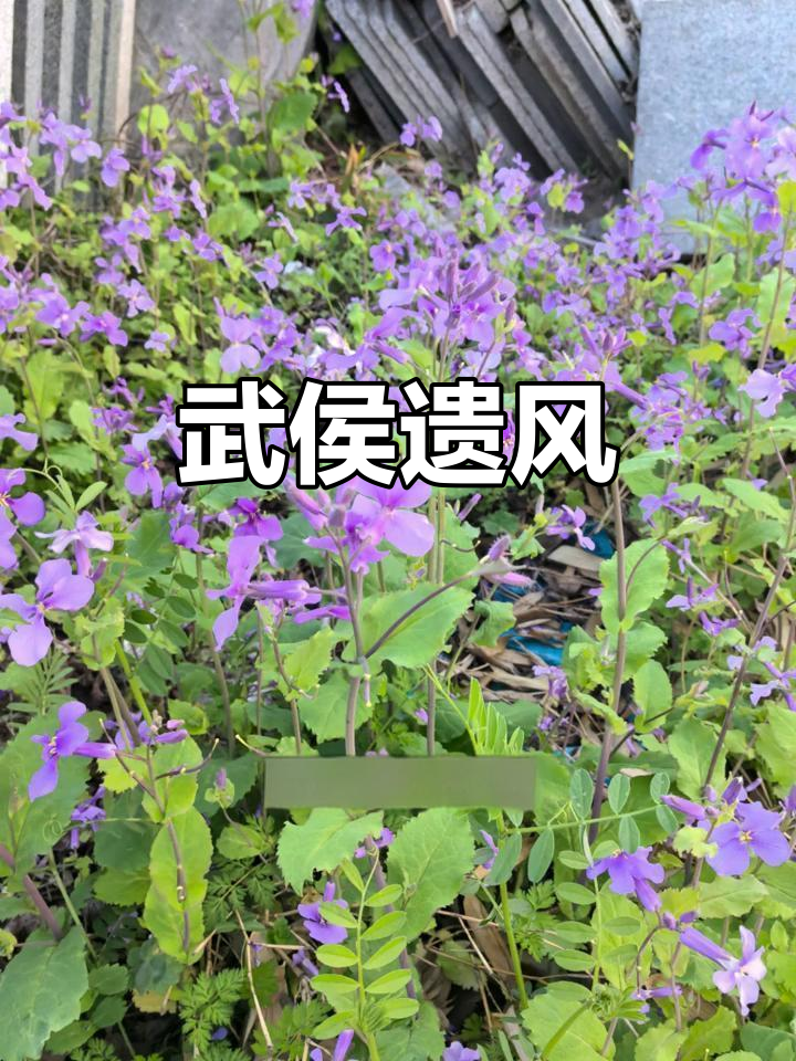 传承武侯精神,种下诸葛菜