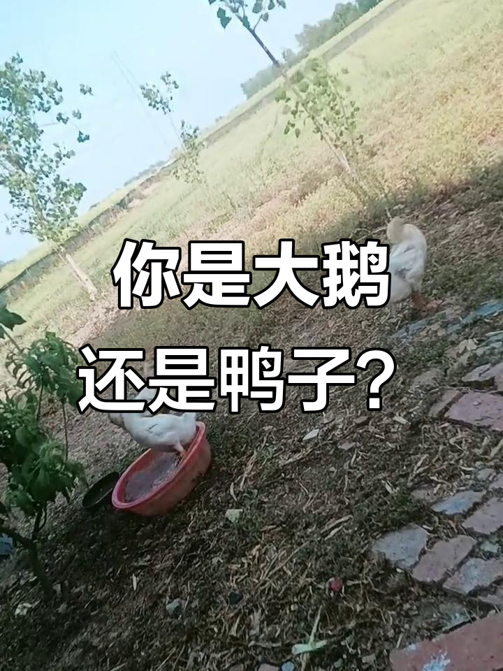 大白鹅与鸭子的搞笑对话,谁是真正的“大白鹅”?