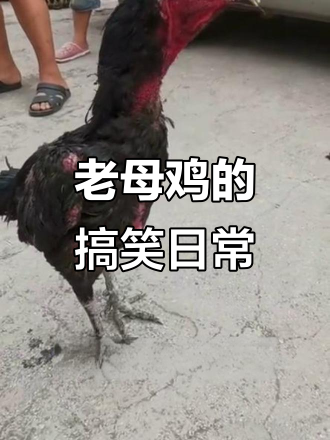 高大老母鸡学叫,还和公鸡打架,真是太有趣了!