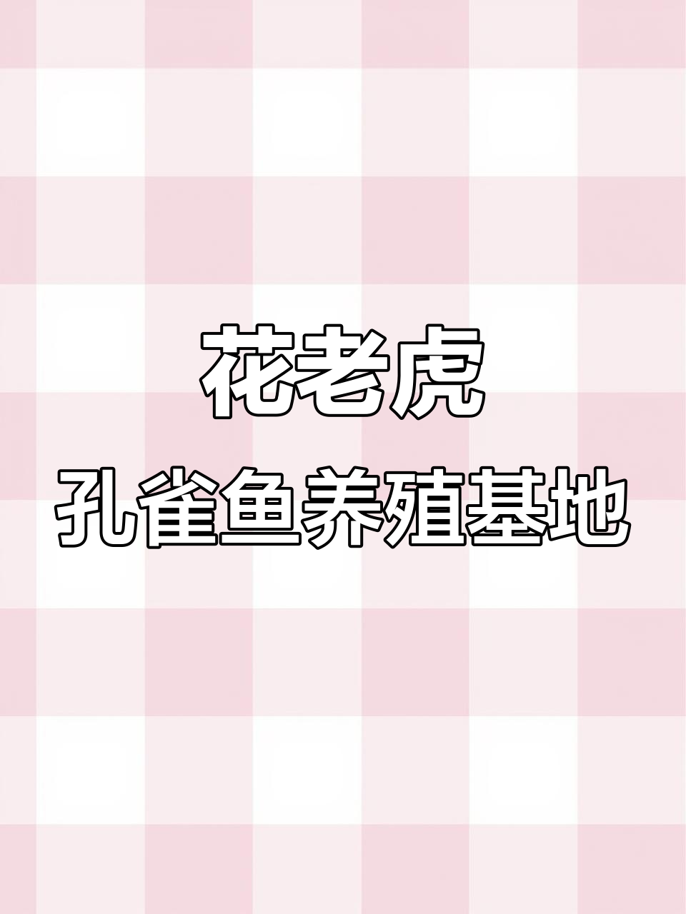 福建漳州花老虎孔雀鱼养殖基地,观赏鱼批发首选