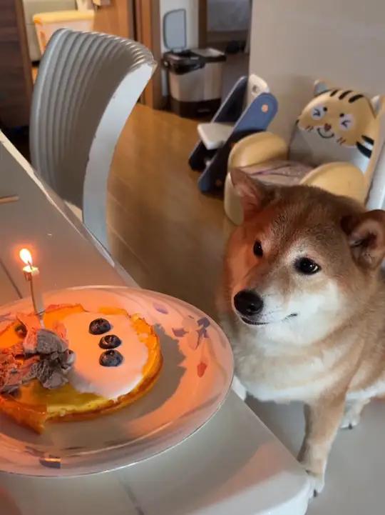 在家就能做的狗狗生日蛋糕