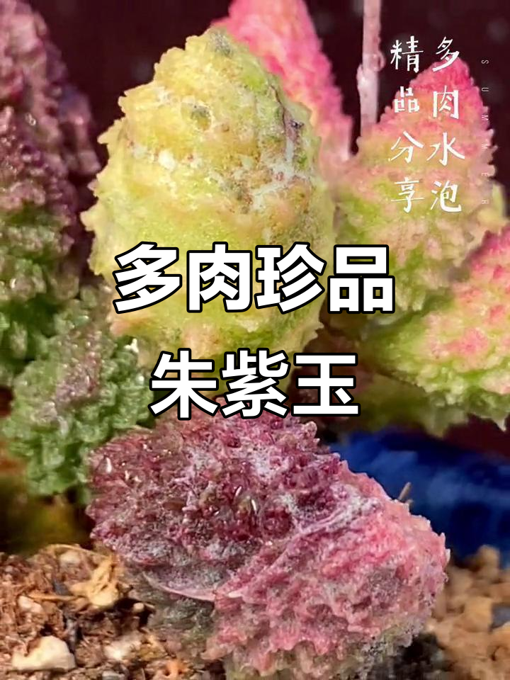朱紫玉,多肉界的独特瑰宝,形态各异,令人陶醉