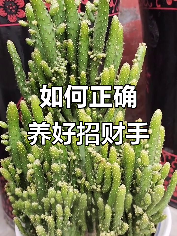 招财手养护小技巧:光照与水分管理