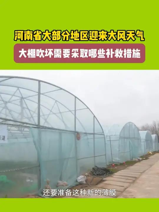 河南大部分地区迎来大风天气,大棚吹坏如何补救