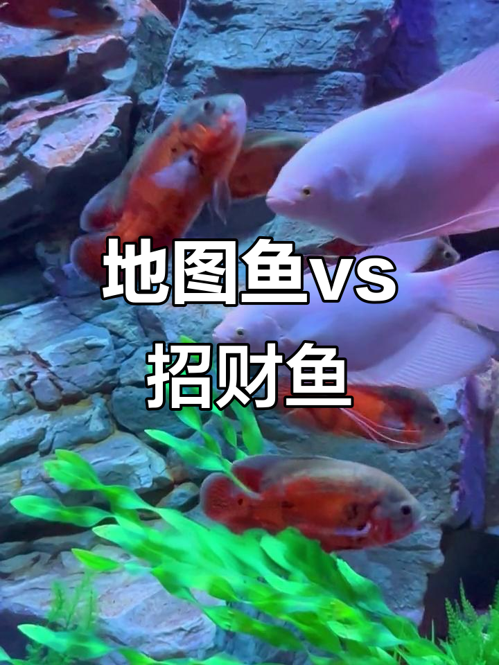 地图鱼与招财鱼的美丽对比,你更喜欢哪种?