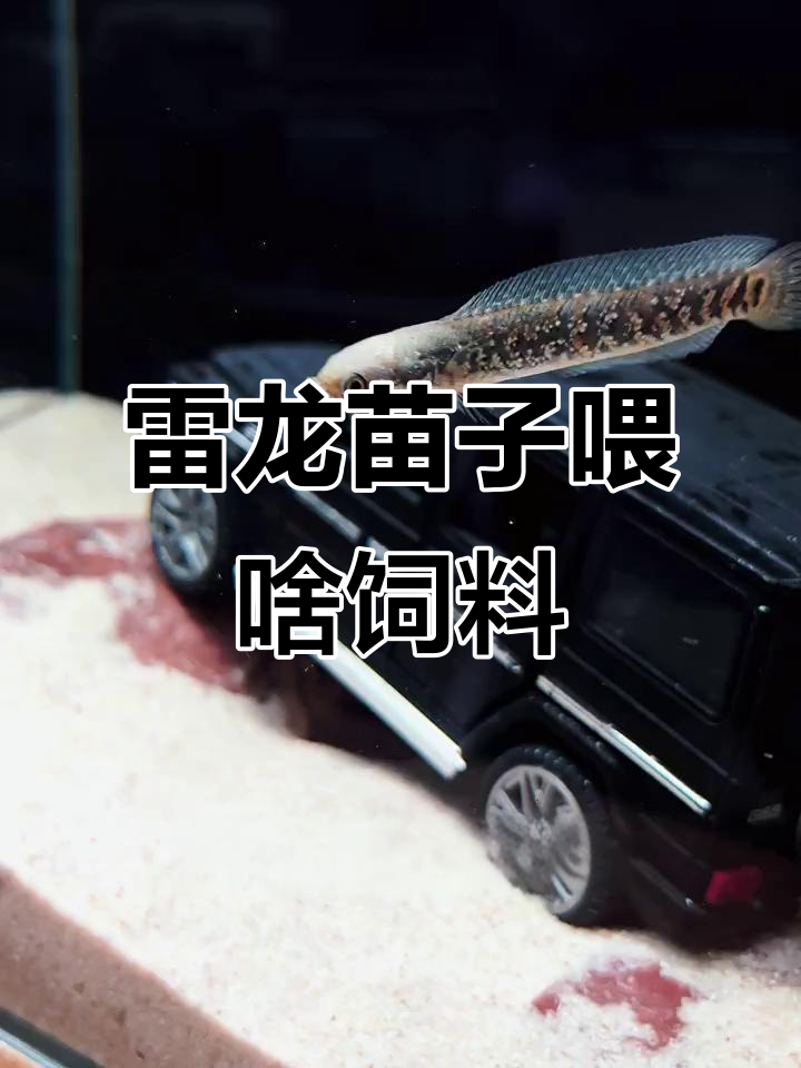 雷龙苗子吃什么饲料最合适?七彩粮增艳效果超赞