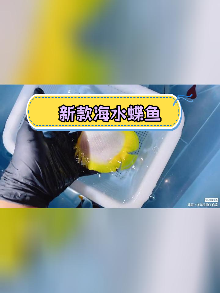 海水蝶鱼新到货,马代假人字、波斯蝶与美国雪花蝶