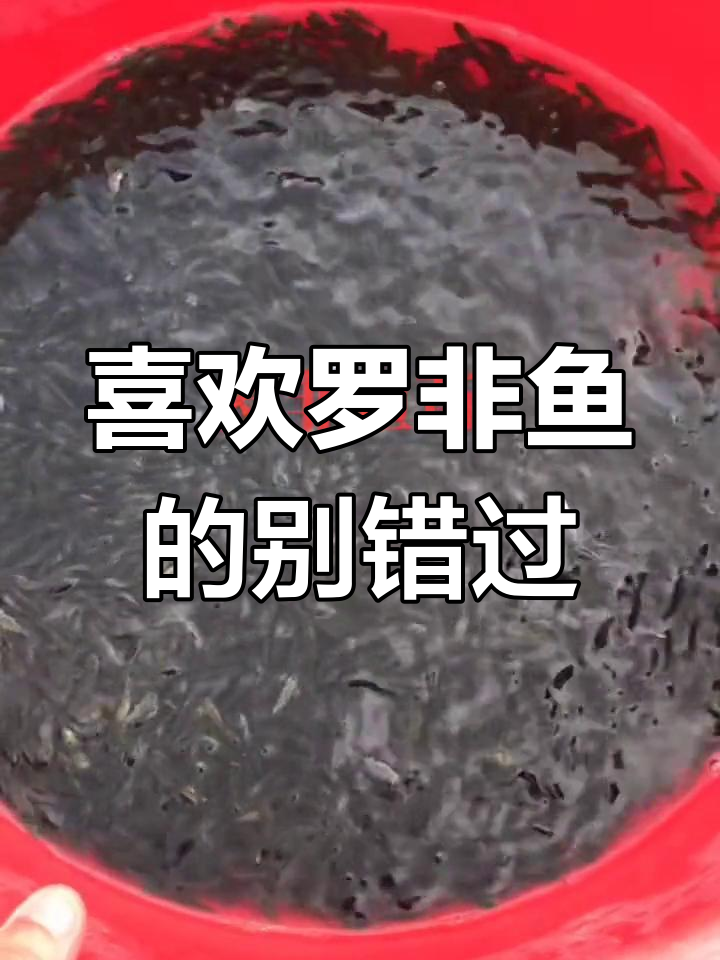 罗非鱼苗养殖季节来临,快来看看这些漂亮的鱼苗!