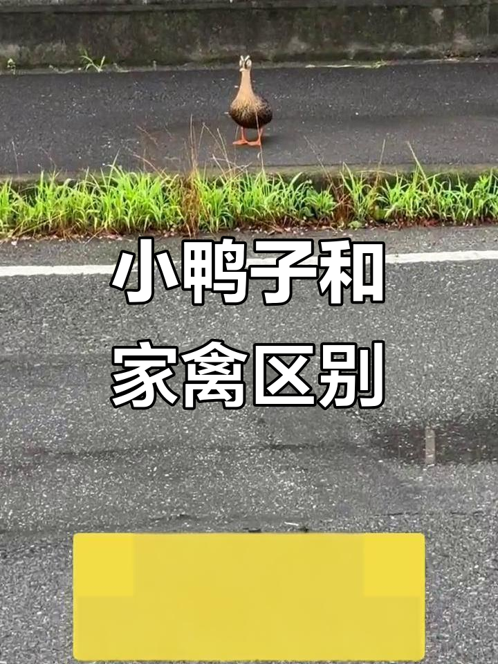 鸭子、鹅和鸡的区别,你知道吗?