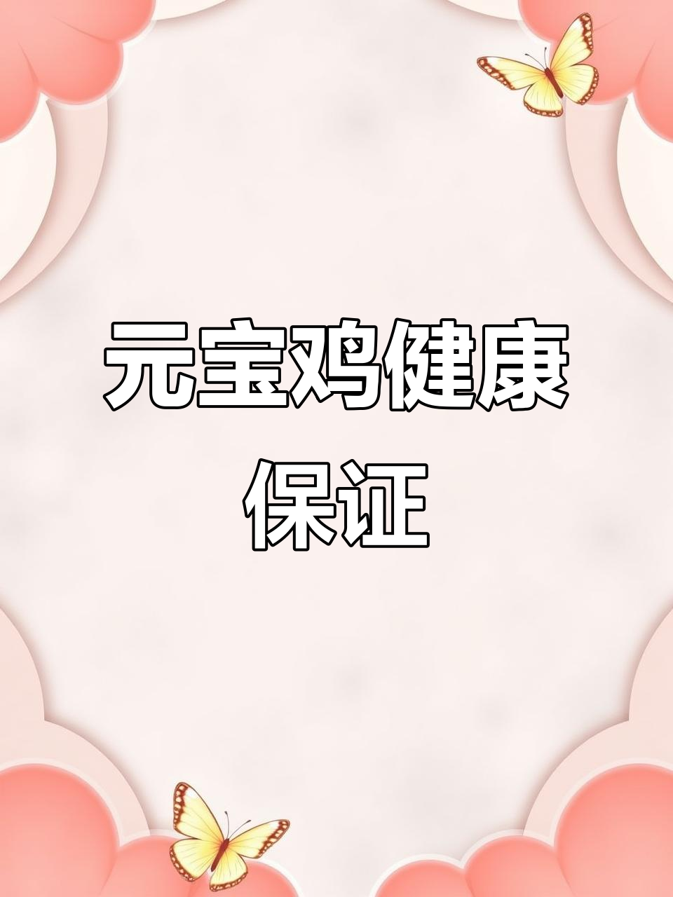 白色元宝鸡,冠红毛亮,种蛋质量更有保障!