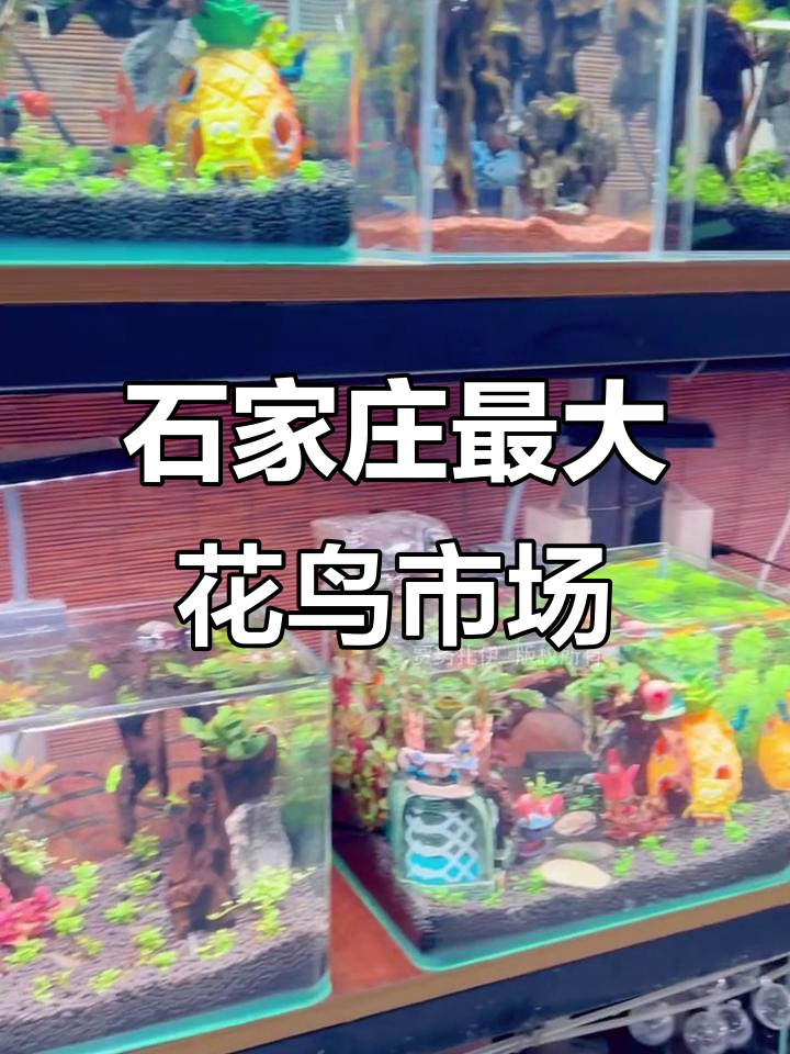 探访石家庄肖家营花鸟鱼虫市场,规模超大!
