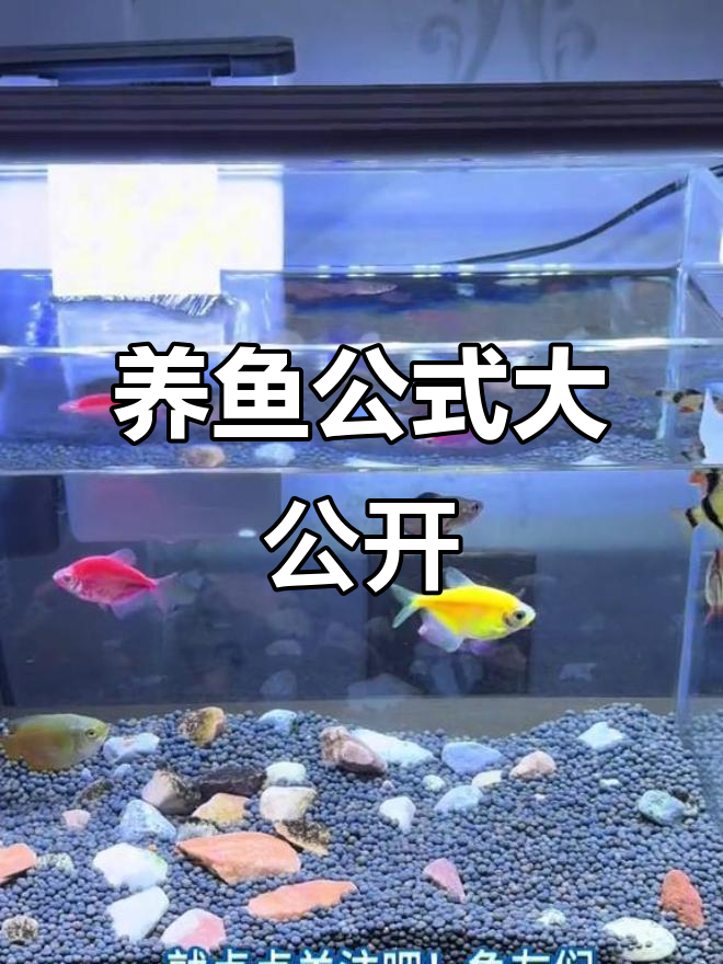 视频揭秘鱼缸大小与养鱼数量,新手必看!