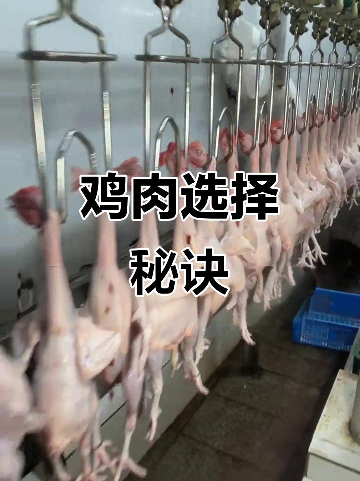 选对鸡品种,烧烤更美味!三黄、矮脚或清远各有特色