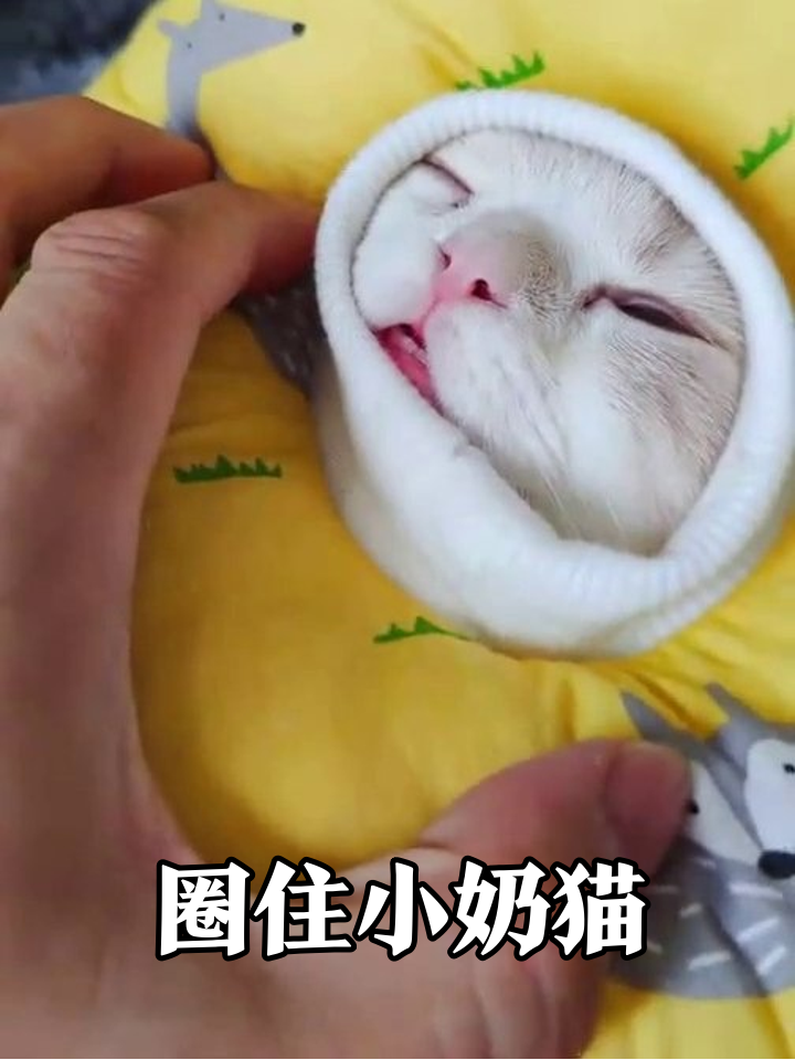 戴上“甜甜圈”秒变萌团子,小奶猫被摸得眯眼撒娇